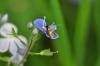 Cauchas fibulella, adult. Raisby Way, 02-06-2020. Copyright Bob Mawson.