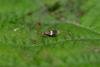 Ectoedemia occultella, adult. Trimdon Grange, 31-05-2018. Copyright Bob Mawson.