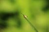 Micropterix aruncella, adult. Raisby Way, 26-05-2018. Copyright Bob Mawson.