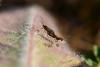 Micropterix calthella, adult. Kelloe Bank, 07-05-2018. Copyright Bob Mawson.