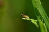 Micropterix calthella, adult. Trimdon Grange, 25-05-2019. Copyright Bob Mawson.