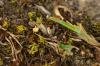 Stigmella hybnerella, adult. Kelloe Bank, 23-04-2019. Copyright Bob Mawson.