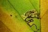 Stigmella tityrella, mine. Cleveland Gorse, 29-10-2022. Copyright Bob Mawson.