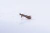 Parornix devoniella, adult. Edmondsley Wood, 10-04-2025. Copyright Christopher Blakey.