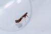 Caloptilia stigmatella, adult. Hardwick Park, 11-04-2025. Copyright Christopher Blakey.