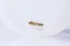 Phyllonorycter quercifoliella, adult. Waldridge Fell, 28-04-2025. Copyright Christopher Blakey.