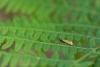 Cauchas rufimitrella, adult. Waldridge Fell, 19-05-2022. Copyright Christopher Blakey.