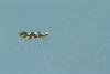 Argyresthia brockeella, adult. Waldridge Fell, 18-06-2022. Copyright Christopher Blakey.