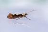 Rhigognostis incarnatella, adult. Waldridge Fell, 02-07-2022. Copyright Christopher Blakey.