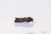 Paraswammerdamia nebulella, adult. Framwellgate Moor, 09-07-2022. Copyright Christopher Blakey.