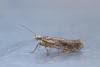 Prays ruficeps, adult. Waldridge Fell, 07-10-2022. Copyright Christopher Blakey.