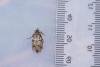 Diurnea fagella, adult, female. Low Redford Allotments, 17-04-2023. Copyright Christopher Blakey.