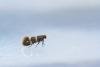 Phylloporia bistrigella, adult. Waldridge Fell, 12-05-2023. Copyright Christopher Blakey.