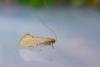 Nematopogon swammerdamella, adult. 18-05-2023. Copyright Christopher Blakey.