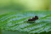 Incurvaria oehlmanniella, adult. West Sussex, 28-05-2023. Copyright Christopher Blakey.