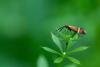 Nemophora degeerella, adult. Felledge, 11-06-2023. Copyright Christopher Blakey.