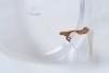 Caloptilia stigmatella, adult. Waldridge Fell, 05-07-2023. Copyright Christopher Blakey.
