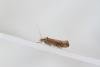 Ypsolopha parenthesella, adult. Waldridge Fell, 22-08-2023. Copyright Christopher Blakey.