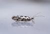 Ypsolopha sequella, adult. Waldridge Fell, 03-09-2023. Copyright Christopher Blakey.