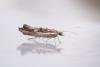 Ypsolopha scabrella, adult. Waldridge Fell, 03-09-2023. Copyright Christopher Blakey.