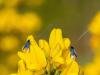 Adela reaumurella, adult, male. Waldridge Fell, 11-05-2024. Copyright Christopher Blakey.