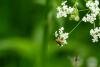 Cauchas rufimitrella, adult. Cater House Colliery, 17-05-2024. Copyright Christopher Blakey.