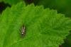 Esperia sulphurella, adult. Felledge, 18-05-2024. Copyright Christopher Blakey.