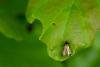 Adela reaumurella, adult, male. Felledge, 18-05-2024. Copyright Christopher Blakey.