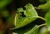 Ypsolopha parenthesella, larval, N/A. Felledge, 25-05-2024. Copyright Christopher Blakey.