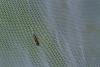 Glyphipterix thrasonella f. cladiella, adult. Daisy Hill, 21-06-2024. Copyright Christopher Blakey.