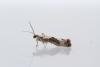 Ash Bud Moth (Prays fraxinella), adult. Town Kelloe Bank, 12-07-2024. Copyright Christopher Blakey.