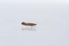 Argyresthia albistria, adult. Town Kelloe Bank, 12-07-2024. Copyright Christopher Blakey.