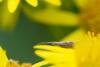 Diamond-back Moth (Plutella xylostella), adult. Limekiln Gill, 16-07-2024. Copyright Christopher Blakey.