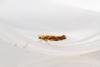 Argyresthia goedartella, adult. Waldridge Fell, 22-07-2024. Copyright Christopher Blakey.