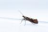 Rhigognostis incarnatella, adult. Comb Bridges, 25-07-2024. Copyright Christopher Blakey.