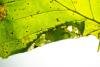 Parornix devoniella, larval, N/A. Edmondsley Wood, 19-10-2024. Copyright Christopher Blakey.