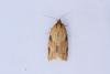 Cyclamen Tortrix (Clepsis spectrana), adult. Castle Eden Dene, 06-07-2025. Copyright Christopher Blakey.