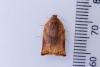 Large Fruit-tree Tortrix (Archips podana), adult. Hardwick Park, 09-07-2025. Copyright Christopher Blakey.