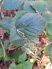 Stigmella aurella, mine, N/A. Waldridge Fell, 31-10-2024. Copyright Christopher Blakey.