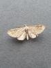 Plain Pug (Eupithecia simpliciata), adult. Darlington, 23-07-2023. Copyright Chris Bell.