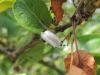 Apple Ermine (Yponomeuta malinellus), cocoon. Saltholme, 19-07-2022. Copyright Ed Pritchard.