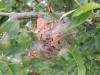 Apple Ermine (Yponomeuta malinellus), larval. Saltholme, 31-05-2022. Copyright Ed Pritchard.