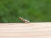 Argyresthia brockeella, adult. Stockton, 30-06-2022. Copyright Ed Pritchard.