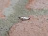 Argyresthia curvella, adult. Stockton, 30-06-2022. Copyright Ed Pritchard.