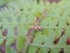 Argyresthia goedartella, adult. Stockton, 20-08-2023. Copyright Ed Pritchard.