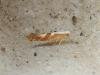 Cherry Fruit Moth (Argyresthia pruniella), adult. Stockton, 24-06-2022. Copyright Ed Pritchard.