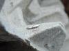 Argyresthia spinosella, adult. Taken outside Durham, 15-06-2020. Copyright Ed Pritchard.