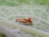 Batia lunaris, adult. Stockton, 23-06-2023. Copyright Ed Pritchard.