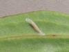 Bucculatrix maritima, cocoon. Saltholme, 23-05-2023. Copyright Ed Pritchard.