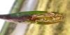 Bucculatrix maritima, mine. Saltholme, 16-05-2023. Copyright Ed Pritchard.